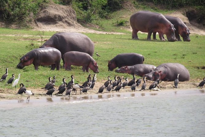 1 Day Akagera Game Drive Safari - Key points to know before you book