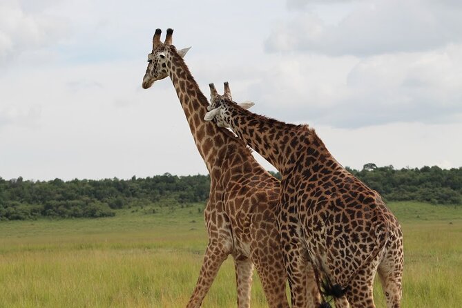 1 Day Akagera Game Drive Safari - Leaving Kigali at 5:00 am