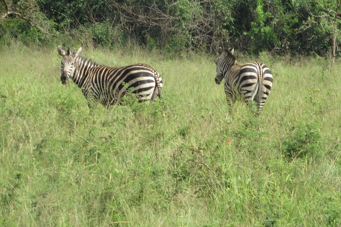 1 Day Akagera Game Drive Safari - The wildlife you may see on the drive