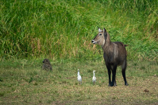 1-Day Akagera National Park Safari Experience - Why Akagera makes a good Rwanda safari