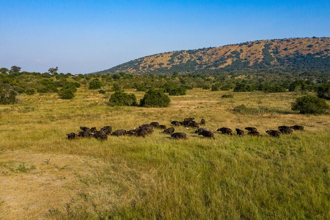 1-Day Akagera National Park Safari Experience - What the guide adds to the game drive