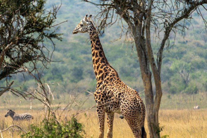 1-Day Akagera National Park Safari Experience - The Big Five question: what can you realistically expect?