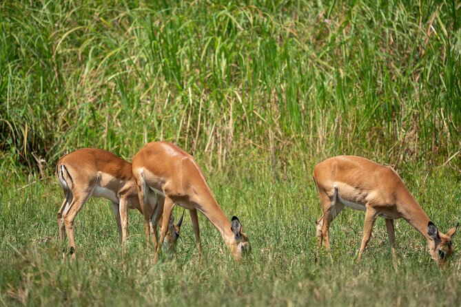 1-Day Akagera National Park Safari Experience - Why the scenery matters as much as the animals