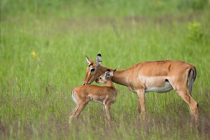 1-Day Akagera National Park Safari Experience - Is $594 good value for one day?