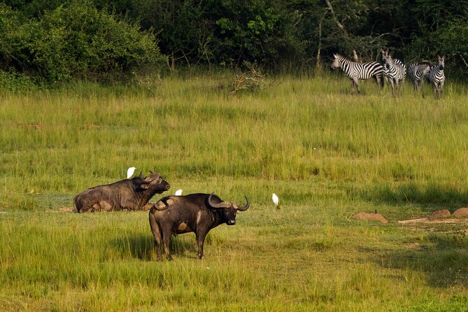 1-Day Akagera National Park Safari Experience - Comfort, pace, and the long return to Kigali