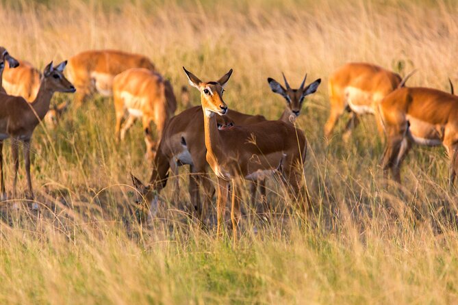 1-Day Akagera National Park Safari Experience - The 5:00 am pickup from Kigali