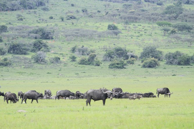 1 Day Akagera Wildlife Safari ( 2 Pax Min) - What the $380 price covers