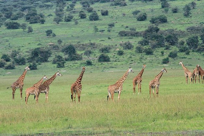 1 Day Akagera Wildlife Safari ( 2 Pax Min) - Timing, comfort, and the long return
