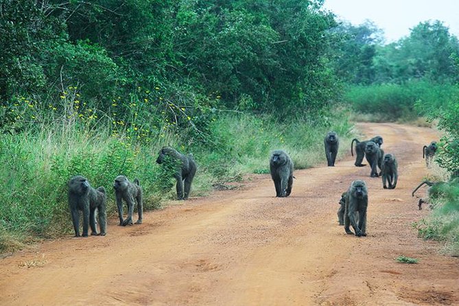 1 Day Akagera Wildlife Safaris Rwanda (2 Pax Min) - The 5:00 to 5:30 a.m. pickup from Kigali