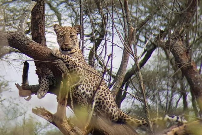 1 Day Akagera Wildlife Safaris Rwanda (2 Pax Min) - Big Five possibilities, from elephants to lions