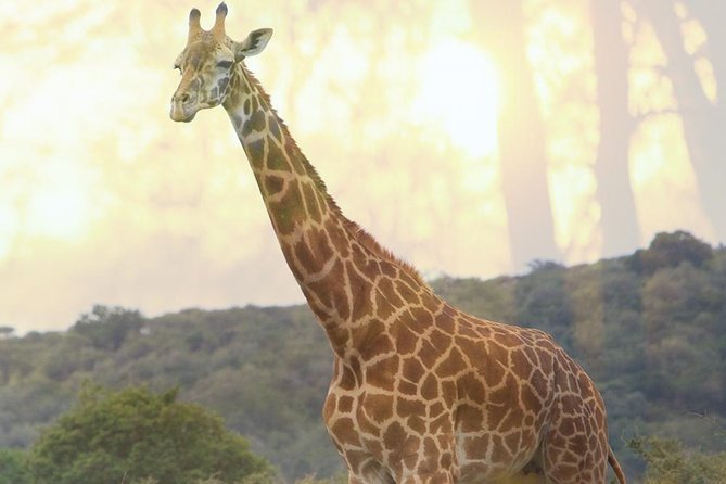1 Day Akagera Wildlife Safaris Rwanda (2 Pax Min) - Is $250 per person good value?