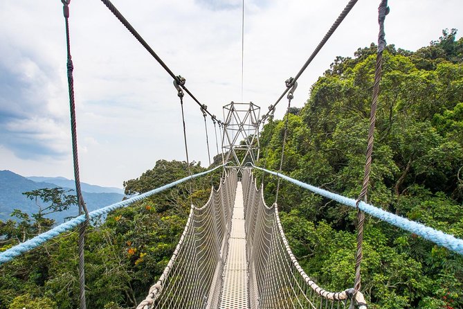 1 Day Canopy Walk Adventure in Nyungwe Forest National Park - Why the Kigali to Nyungwe day is worth considering