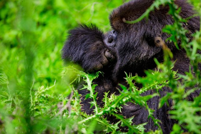 1 Day Gorilla Trekking Safari Tour - Leaving Kigali Before Sunrise