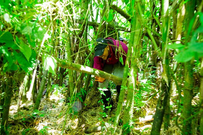 1 Day Gorilla Trekking Safari Tour - Meeting the Gorilla Family