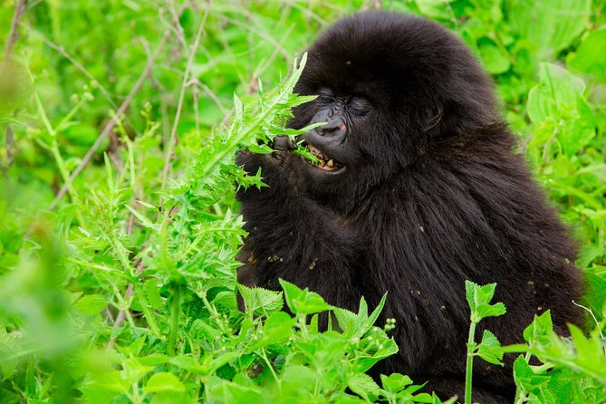 1 Day Gorilla Trekking Safari Tour - Coffee, Photos, and the Road to Musanze