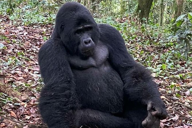 1 Day Gorilla Trekking Uganda - Key points at a glance