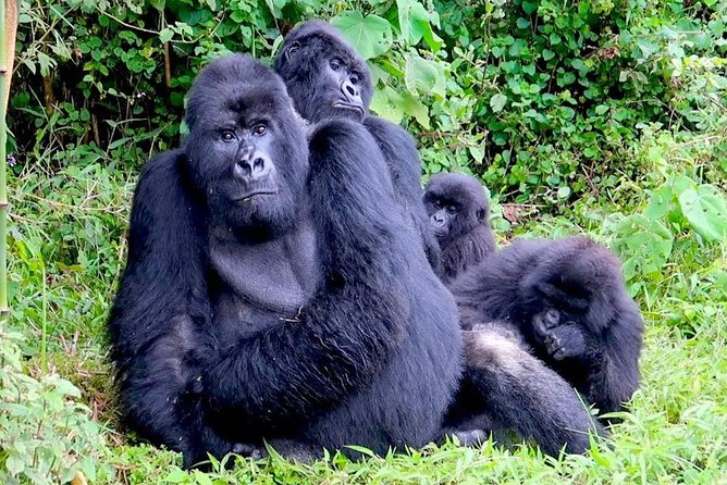 1 Day Gorilla trekking volcanoes national park - What the $2,699 price really covers
