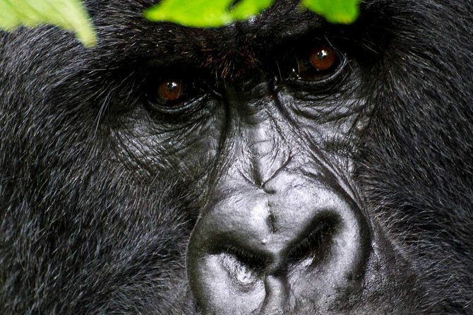 1 Day Gorilla trekking volcanoes national park - Meeting the mountain gorillas in their forest home