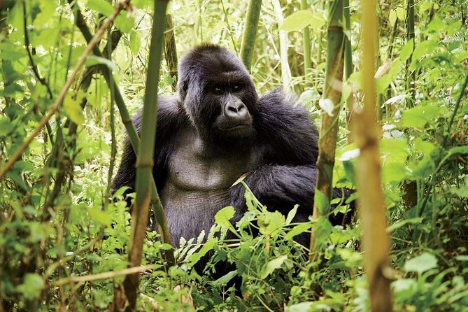 1 Day Gorilla trekking volcanoes national park - The private format suits focused groups