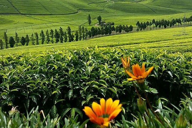 1-Day Lake Kivu Karongi Boat Cruise & Coffee farming with Lunch - What the $380 price really buys