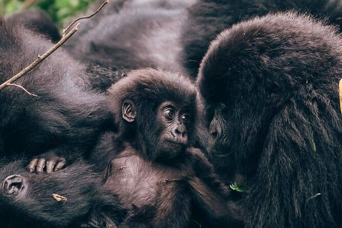 1 Day Rwanda Gorilla Trekking - Key details before you decide