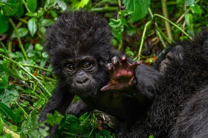 1 Day Rwanda Gorilla Trekking - Why this Kigali gorilla day trip costs so much
