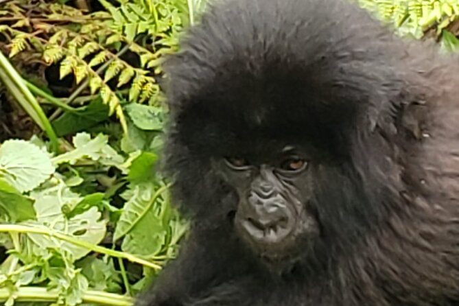 1 Day Rwanda Gorilla Trekking - At Volcanoes National Park, rules come first