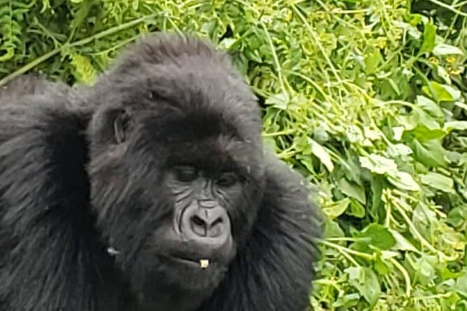 1 Day Rwanda Gorilla Trekking - Gasumo Waterfall as a flexible final stop
