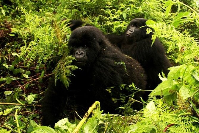 1 Day Rwanda Gorilla Trekking - How hard is the trek?