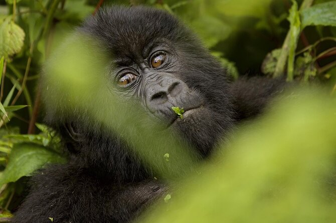 1 Day Rwanda Gorilla Trekking - Who will get the most from this tour?