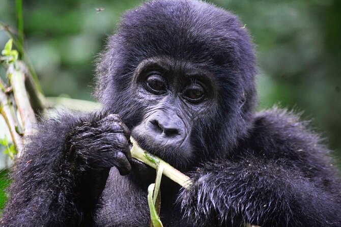 1 Day Rwanda Gorilla Trekking Tour - The forest hike and the gorilla encounter