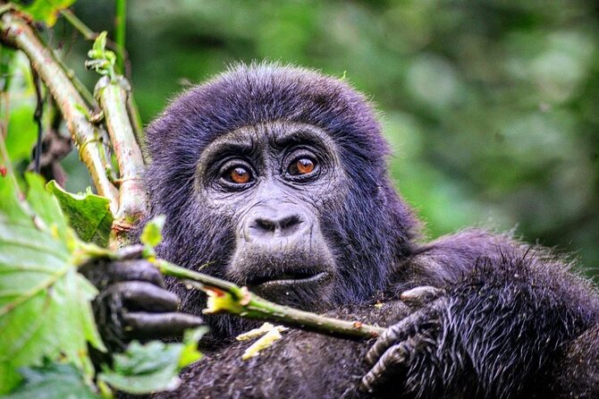 1 Day Rwanda Gorilla Trekking Tour - Lunch, water, and the return to Kigali