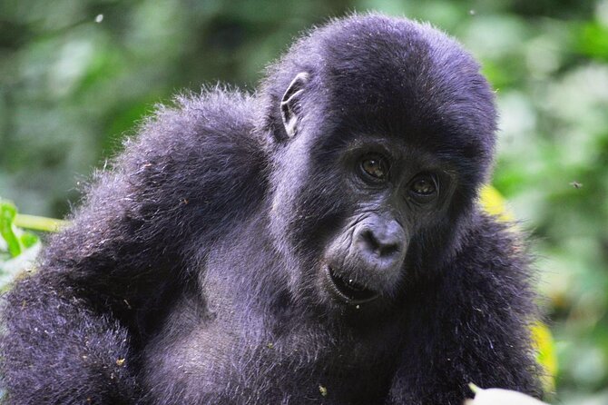 1 Day Rwanda Gorilla Trekking Tour - The guide and driver can make or break the schedule