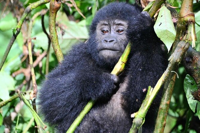1 Day Rwanda Gorilla Trekking Tour - Who should book this gorilla trek?