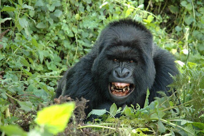 1 Day Rwanda Gorilla Trekking Tour In The Volcanoes National Park - Lunch, local culture, and the trip back