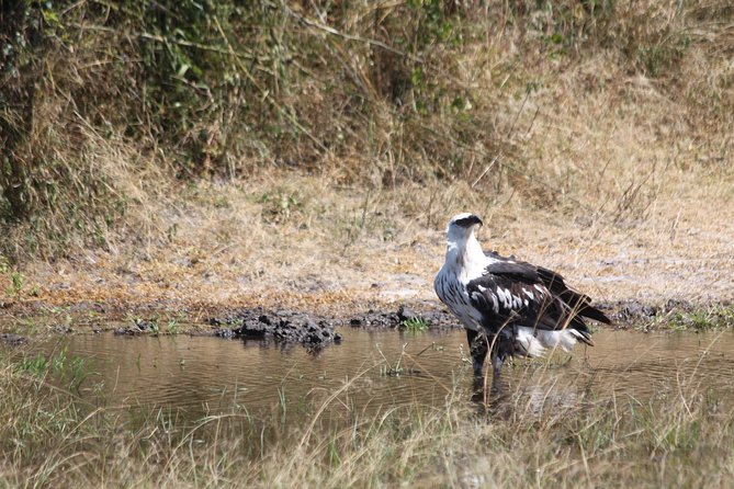 1 Day Safari to Akagera national park-Big5 Safari - Why Akagera makes a good day trip from Kigali