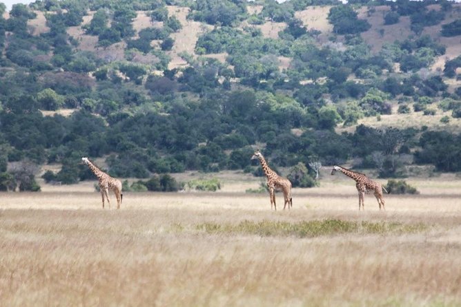 1 Day Safari to Akagera national park-Big5 Safari - What the $332.50 price really covers