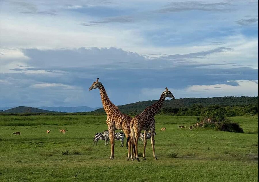 2 Day Akagera Big 5 Game drive Safari & Highest Peak Camping - Key points at a glance