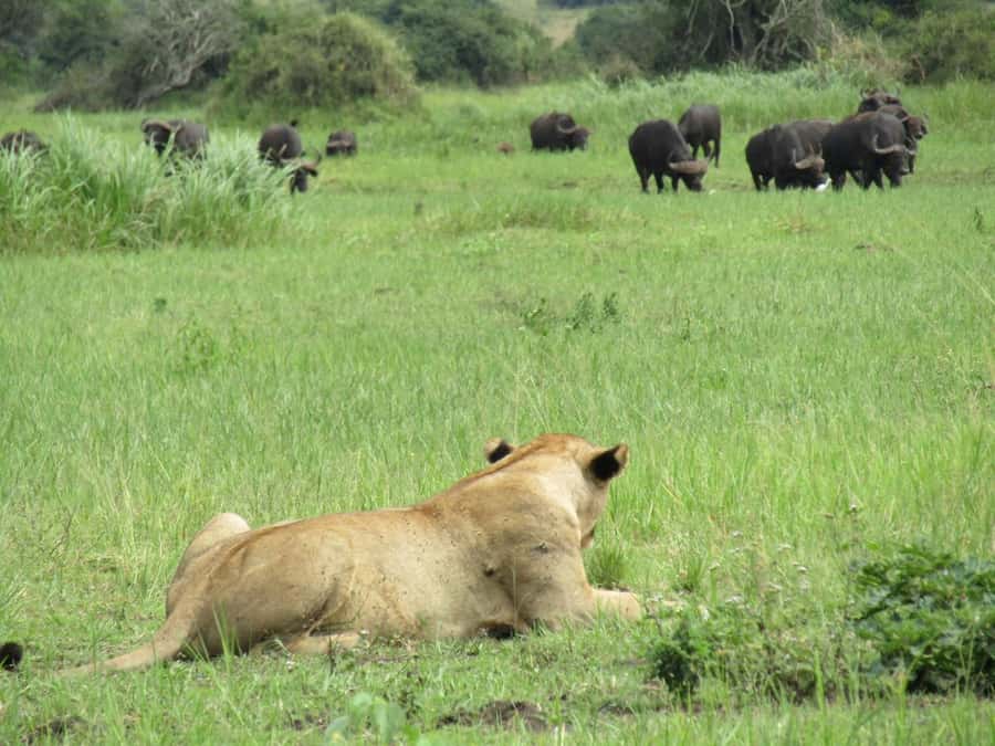 2-Day Akagera Game Drive, Boatride & Safari resort overnight - Key points to know before booking