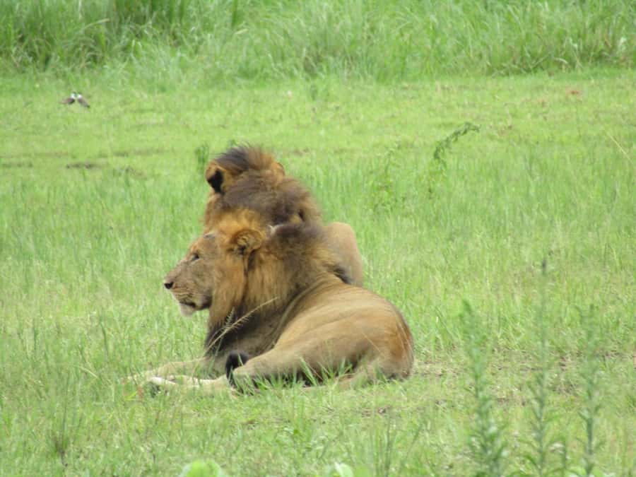 2-Day Akagera Game Drive, Boatride & Safari resort overnight - Day one: arrival, lunch, and Lake Ihema views