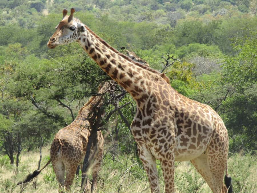 2-Day Akagera Game Drive, Boatride & Safari resort overnight - The boat ride on Lake Ihema