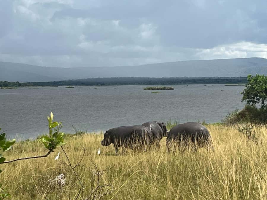 2-Day Akagera Game Drive, Boatride & Safari resort overnight - Photography, comfort, and the daily pace