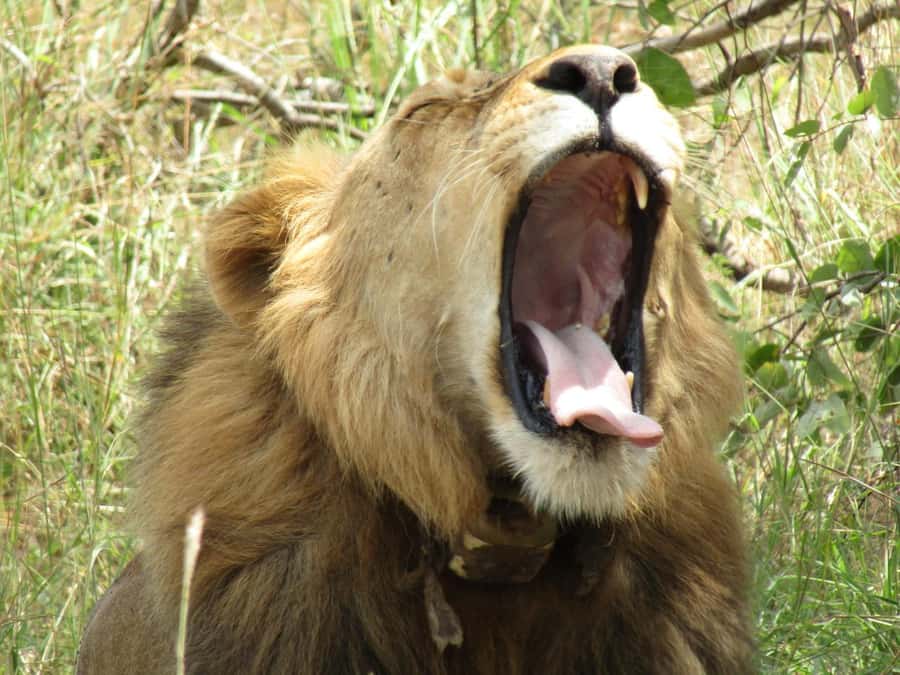 2-Day Akagera Game Drive, Boatride & Safari resort overnight - Who will enjoy this Akagera trip most?