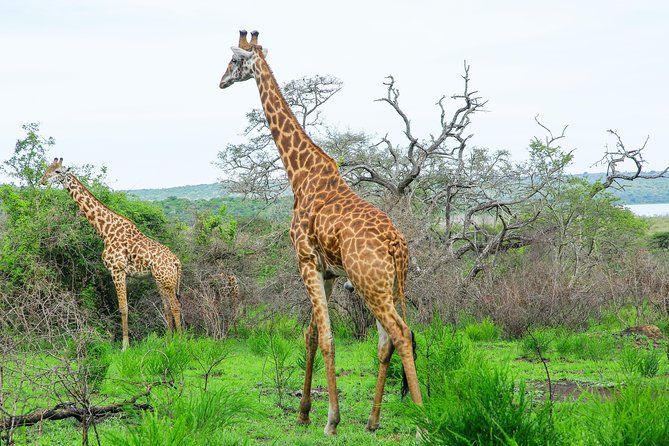 2 Days Akagera Wildlife Safari - The Overnight Stay at Akagera