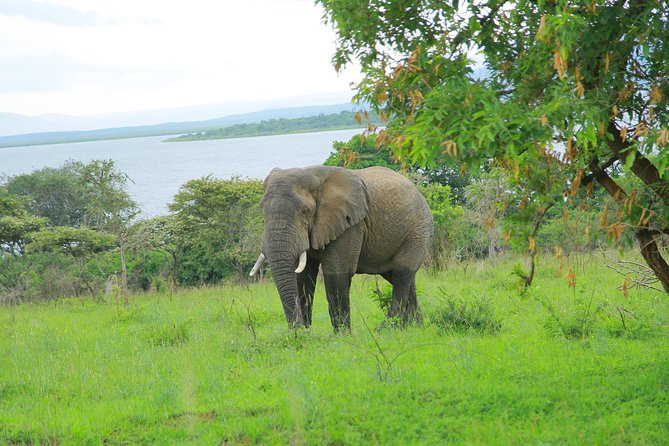 2 Days Akagera Wildlife Safari - Day Two: A Six-Hour Search for Big Game