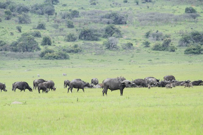 2 Days Akagera Wildlife Safari - What the Guiding Adds