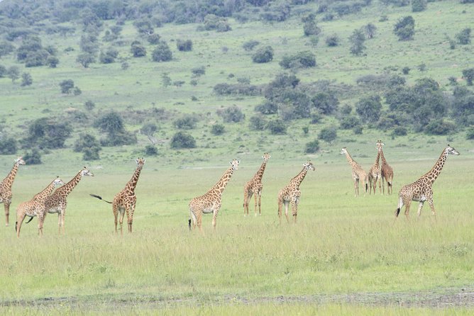 2 Days Akagera Wildlife Safari - Driving from Kigali to Akagera National Park