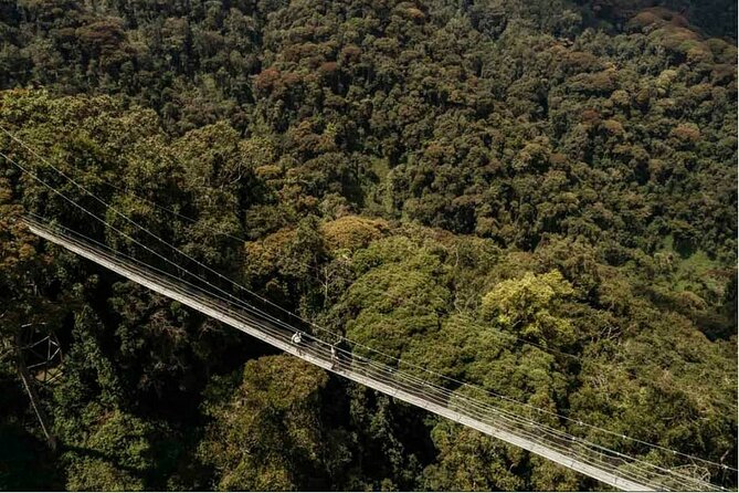 2 Days Chimpanzee trekking & Canopy Walk in Nyungwe National Park - Why Nyungwe works so well for a short Rwanda trip