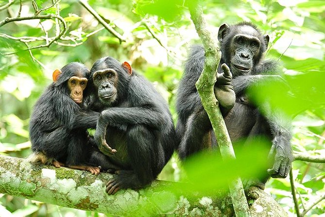 2 Days Chimpanzees trekking Tour and Canopy walk Adventure - Key Points to Know Before You Book