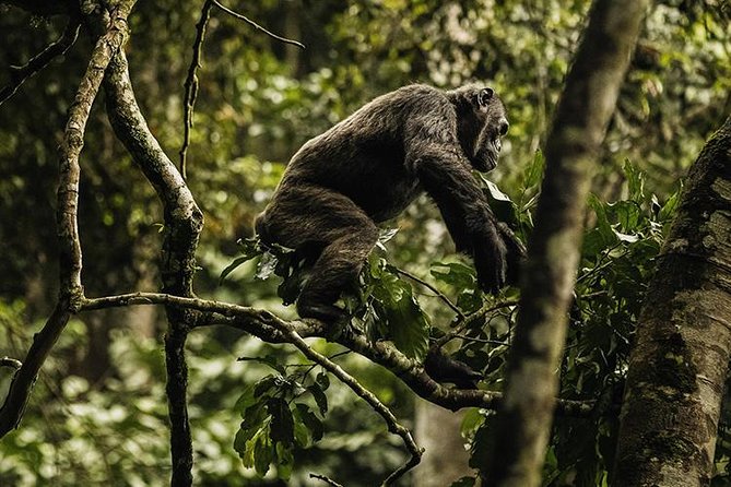 2 Days Chimpanzees trekking Tour and Canopy walk Adventure - Day 2: Early Chimpanzee Trekking